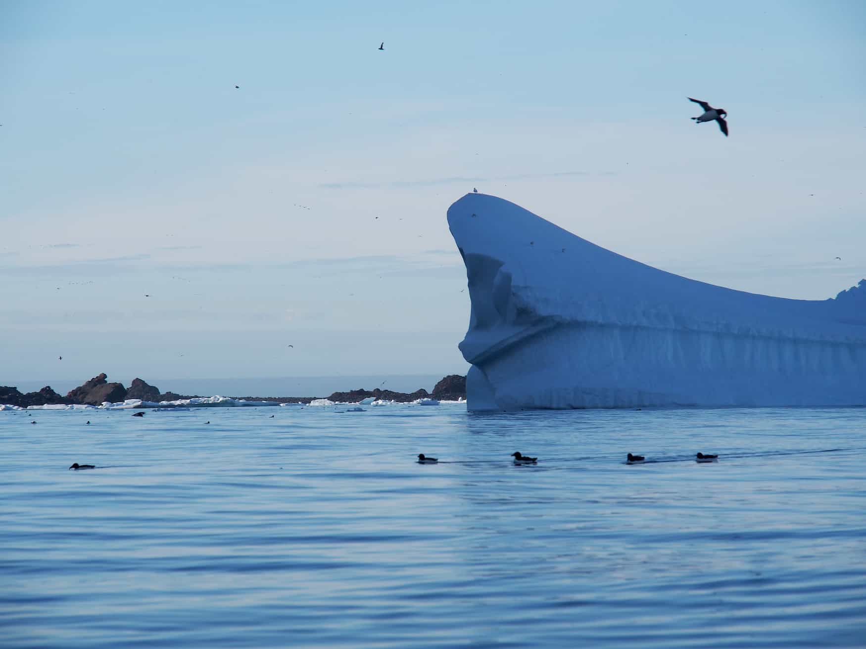 Ruhendes Meer und Vogelfelsen in der Arktis
