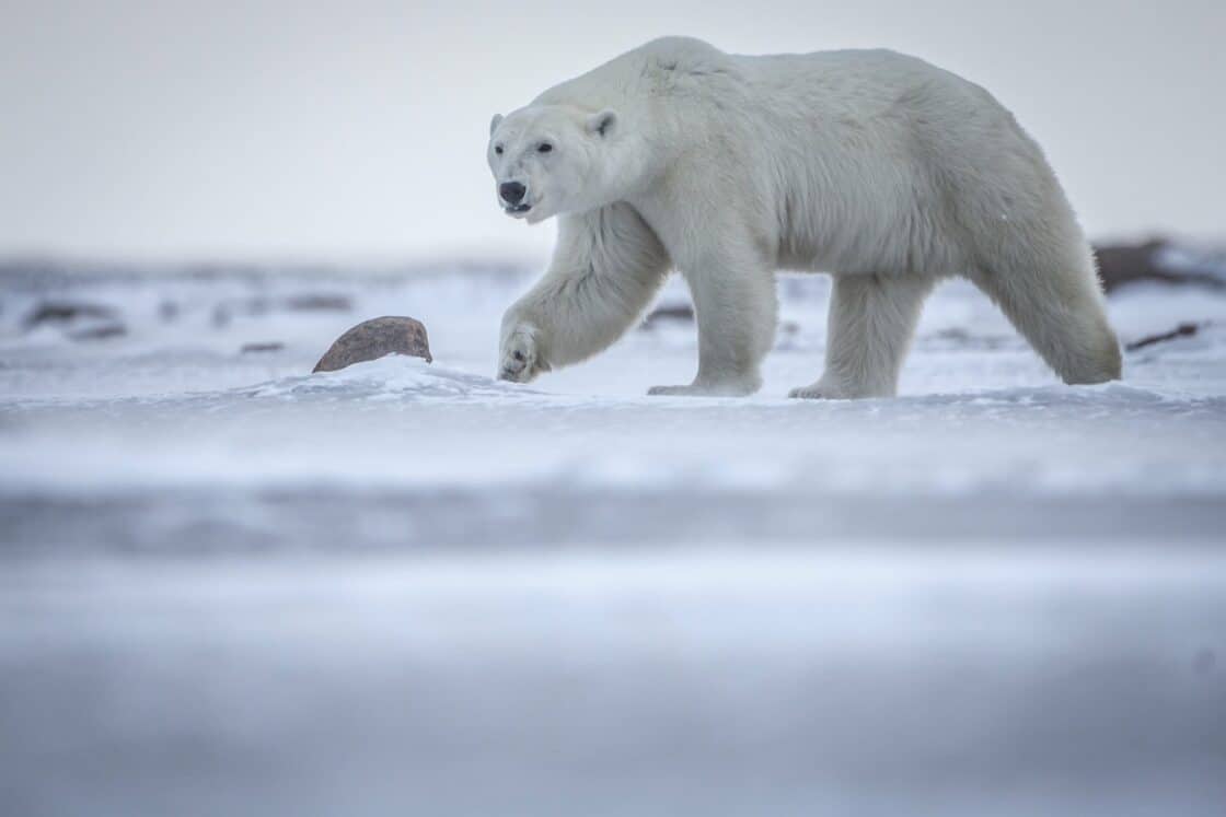 Eisbär: die Wildlife Ikone in Kanada