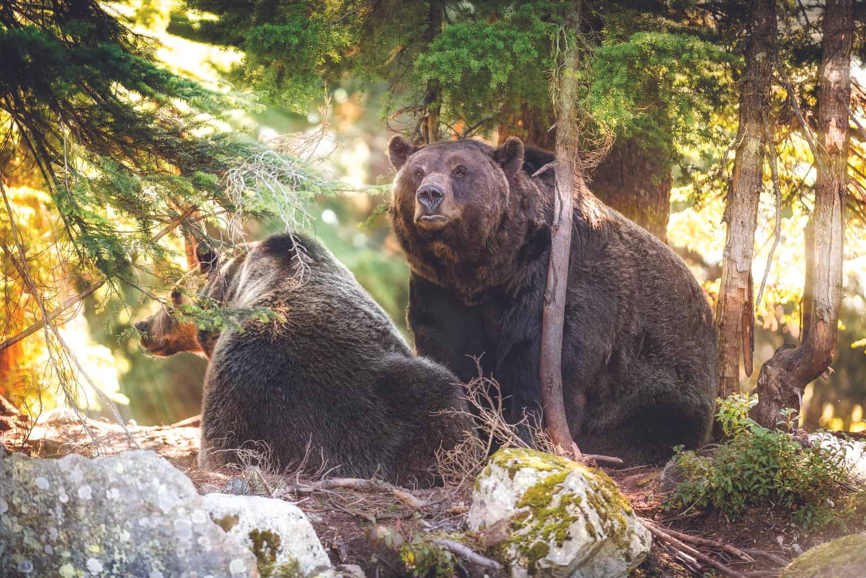 Wildlife in Kanada: Grizzlybären
