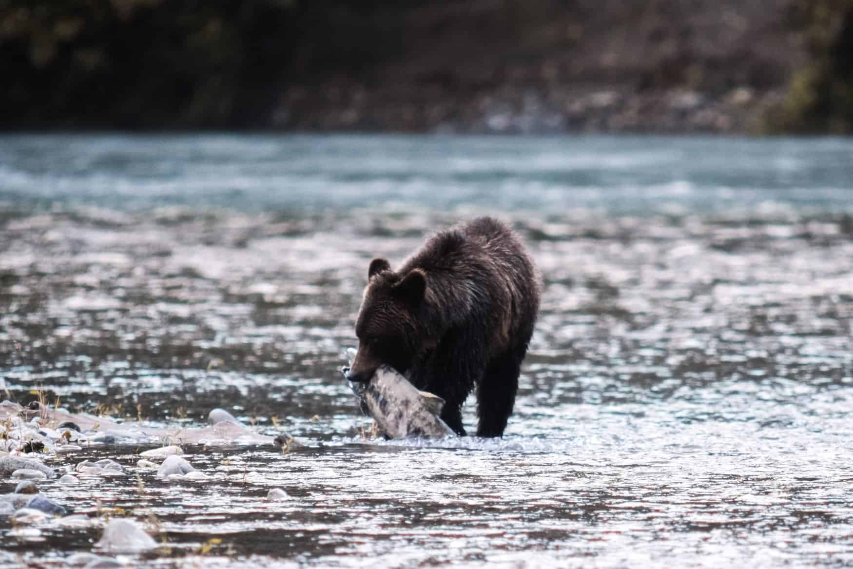 Grizzly beim Lachsen in Bute Inlet, British Columbia