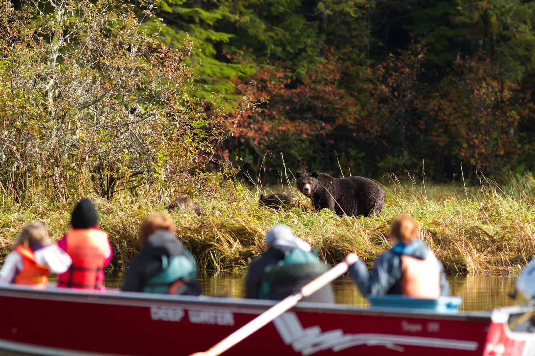 Beobachtung von Grizzlybären in der Great Bear Lodge, Port Hardy, British Columbia