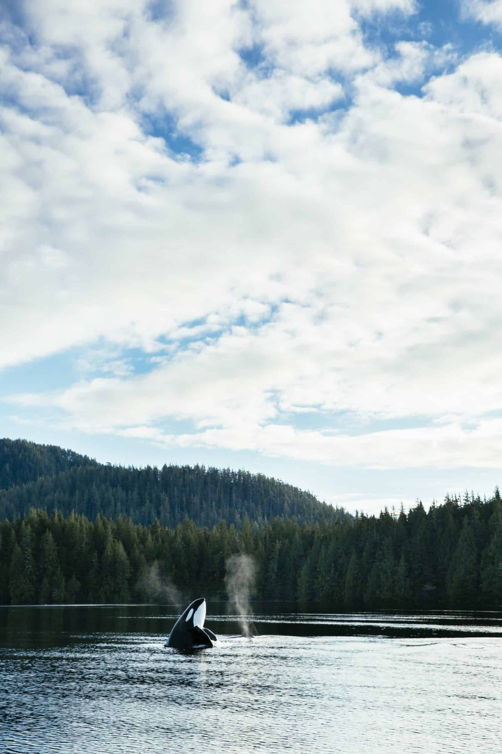 Wale sind echte Wildlife Ikonen in Kanada und können auf Vancouver Island beobachtet werden