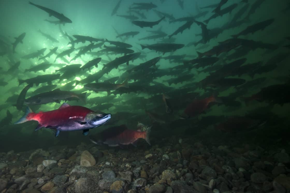 Rotlachse (Oncorhynchus nerka) oder Blaurückenlachse (englisch Sockeye; russisch Nerka) i Schwarm schwimmen in British Columbia, Kanada.