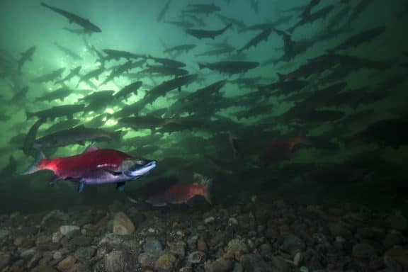 Rotlachse (Oncorhynchus nerka) oder Blaurückenlachse (englisch Sockeye; russisch Nerka) i Schwarm schwimmen in British Columbia, Kanada.
