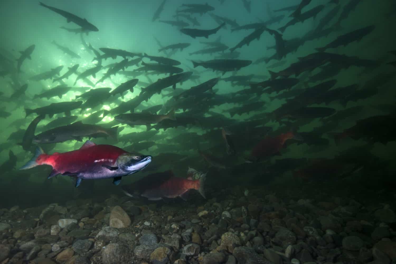 Rotlachse (Oncorhynchus nerka) oder Blaurückenlachse (englisch Sockeye; russisch Nerka) i Schwarm schwimmen in British Columbia, Kanada.