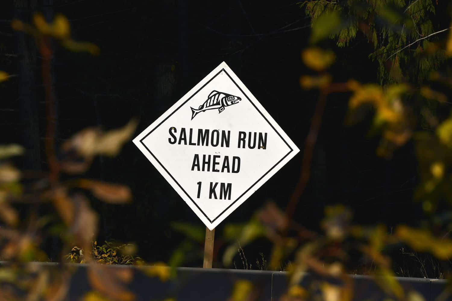 Lachse in British Columbia, Kanada am Adams River beim Salmon Run.