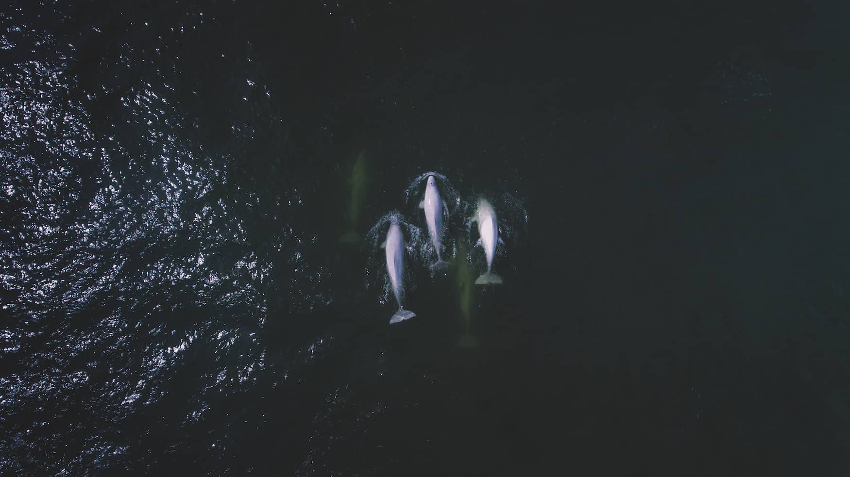 Belugawale von oben