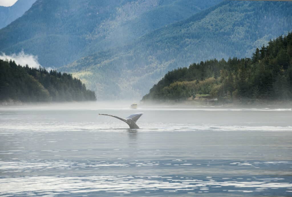 Wal auf Sonora Island in British Columbia