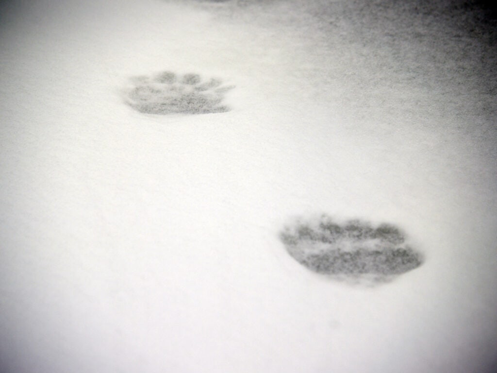 Spuren von einem Eisbär im Schnee