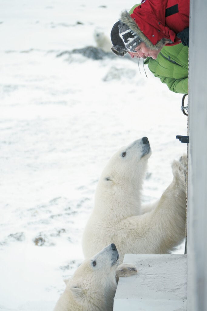 Aus dem Tundra Buggy schauen zwei Personen zwei Eisbären an