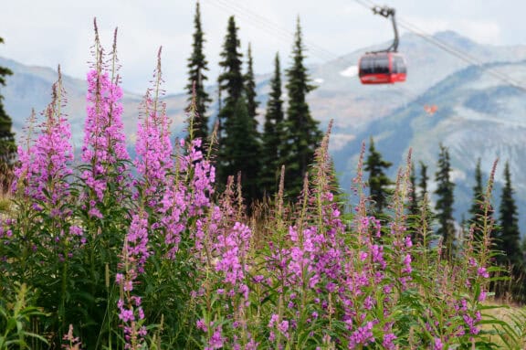 Whistler im Sommer