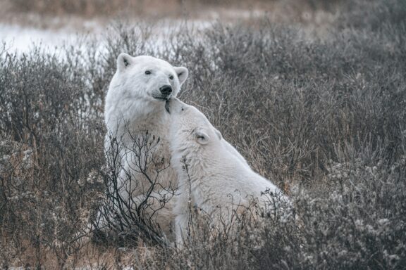 Zwei Eisbären sitzen auf einem Feld in Churchill.