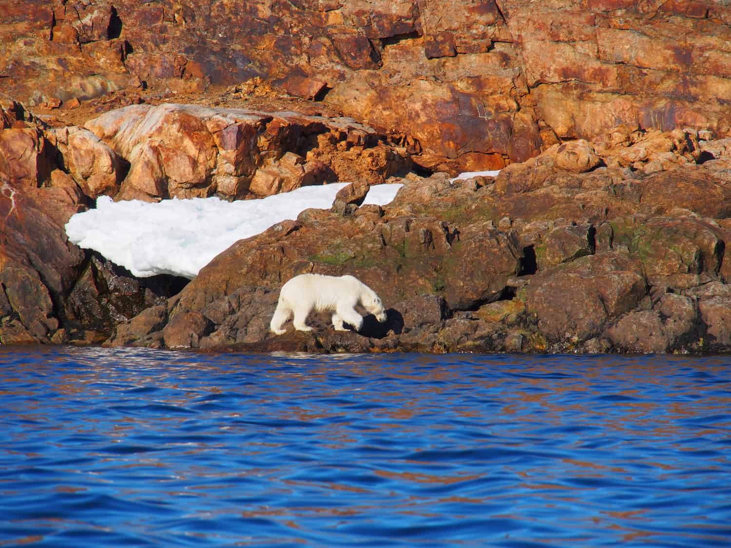 Ein Eisbär läuft auf einem steinigen Untergrund am Wasser entlang