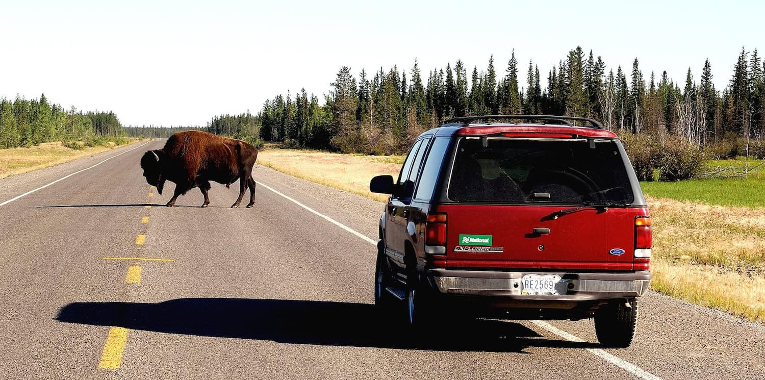 Auto mit Eisbär Kennzeichen. Vor dem Auto überquert ein Bison die Straße.