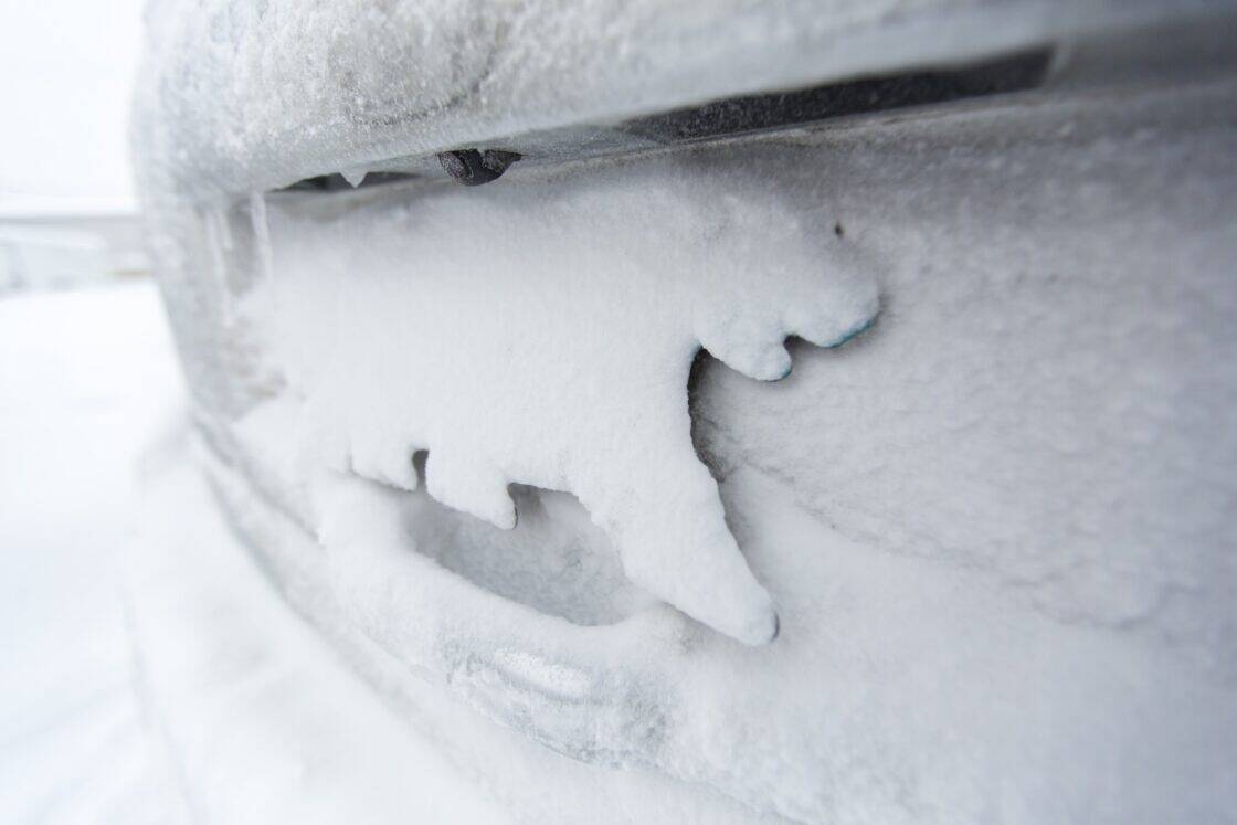 Vereistes Eisbär Kennzeichen an einem Auto.
