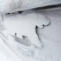 Wie das <span>Eisbär-Kennzeichen</span> zum Star der Northwest Territories wurde