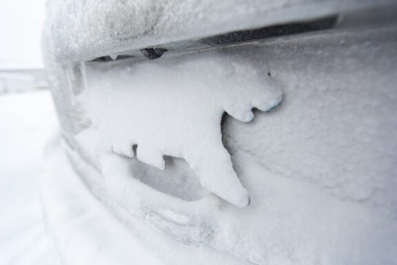 Vereistes Eisbär Kennzeichen an einem Auto.