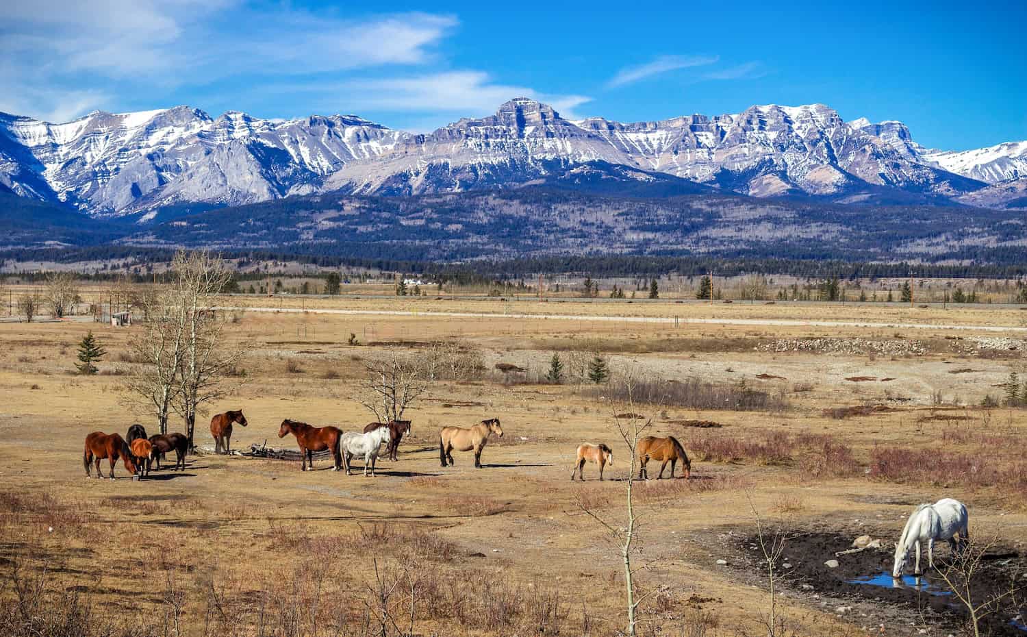 Pferde vor den Rocky Mountains in Alberta, Kanada.