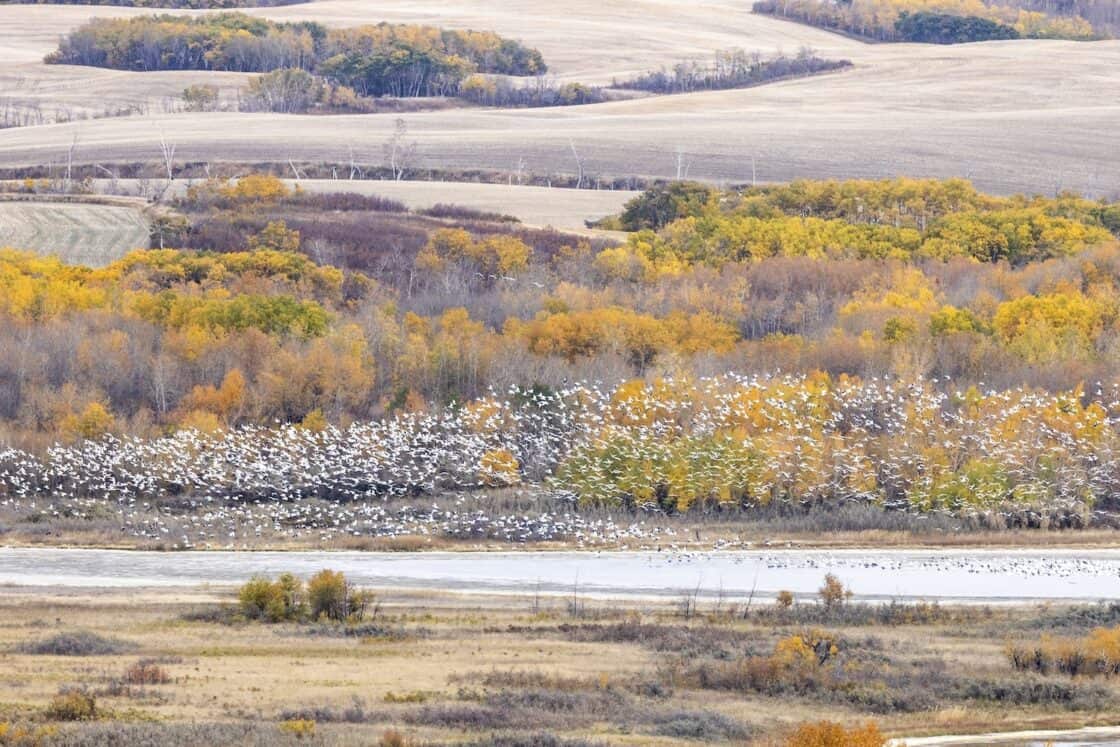 Vogelschwarm am Redberry Lake in Saskatchewan.