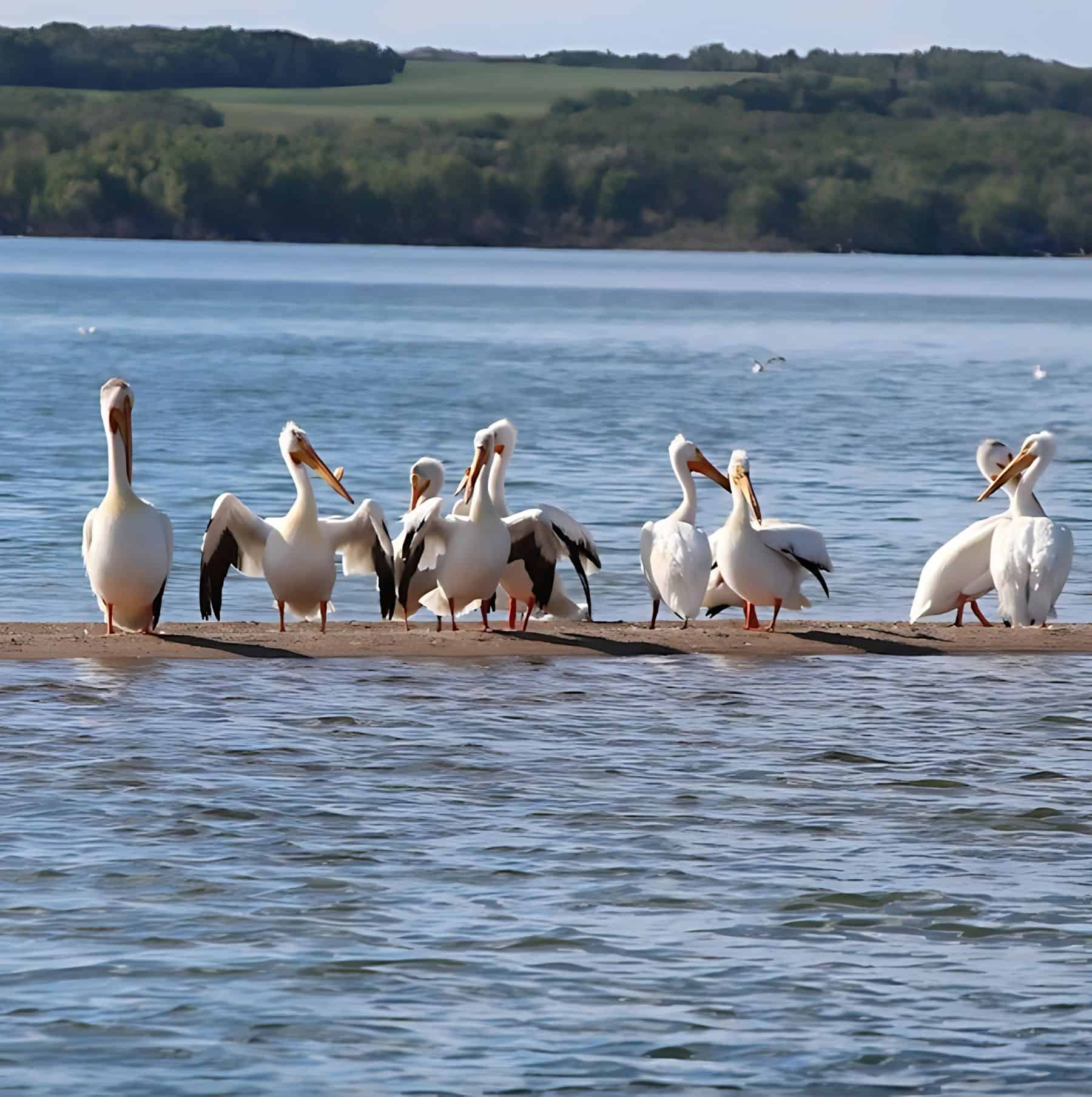 Nashornpelikane am Redberry Lake in Saskatchewan.