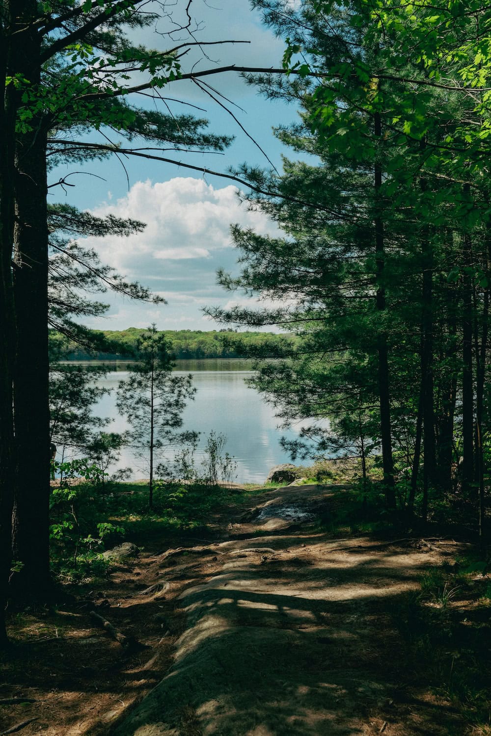 Wald an Muskoka Lakes in Ontario.