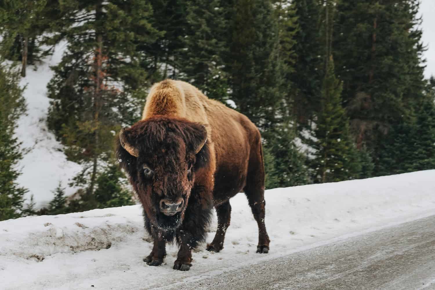 Bison steht am verschneiten Straßenrand in Yellowknife.