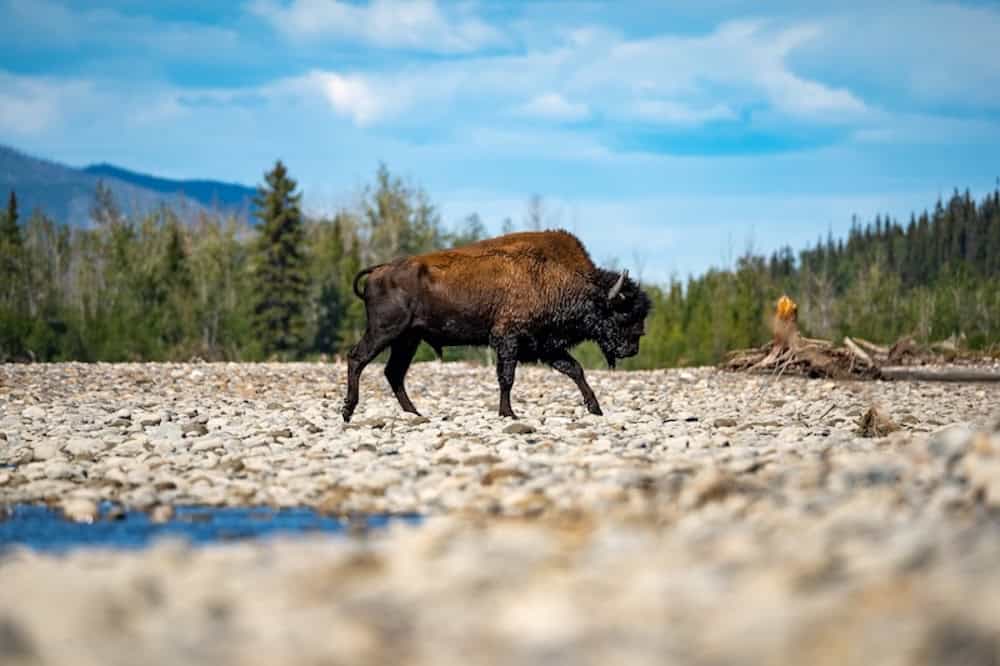 Ein Büffel im Nahanni National Park in den NWT.