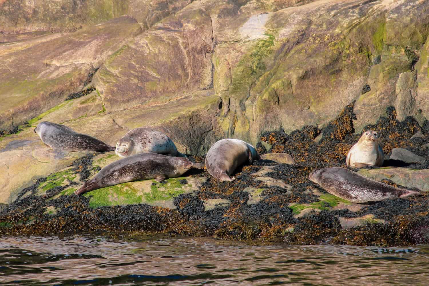 Robben an der Küste im Marine Park Saguenay am Saint-Lorenz-Strom in Québec.